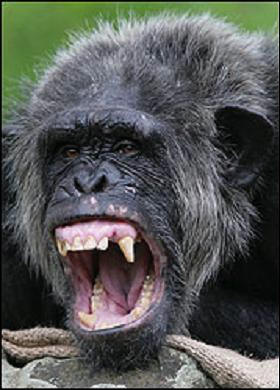 angry chimp baring teeth